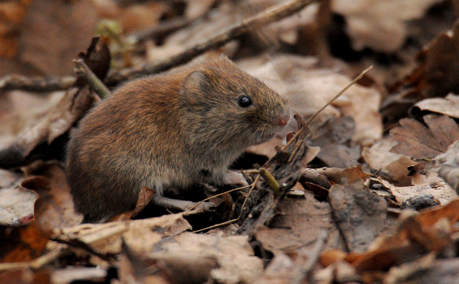 Flora and fauna: Natural wildlife at a Great War aerodrome in Essex