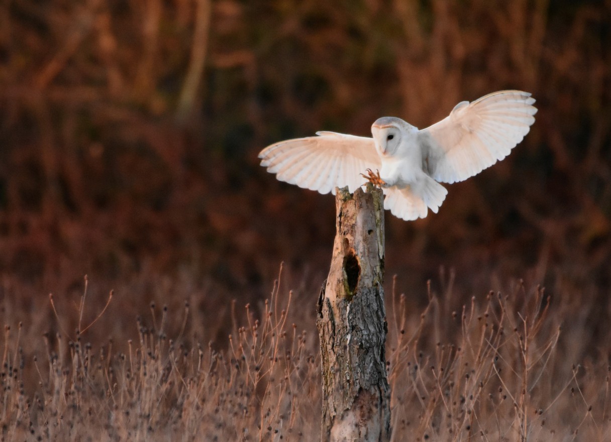 Wildlife at Stow - Barn Owl