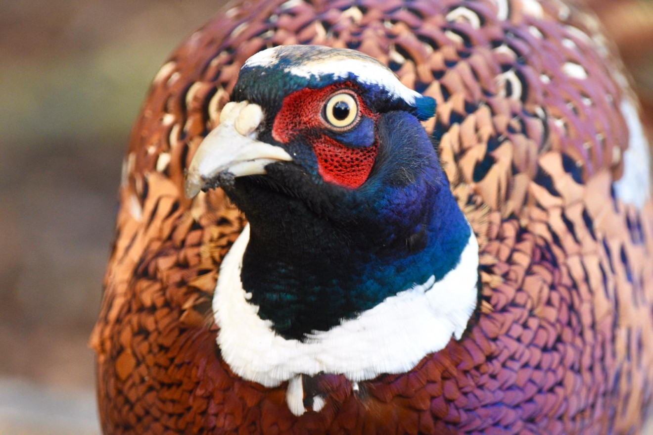 Wildlife at Stow - Male Pheasant