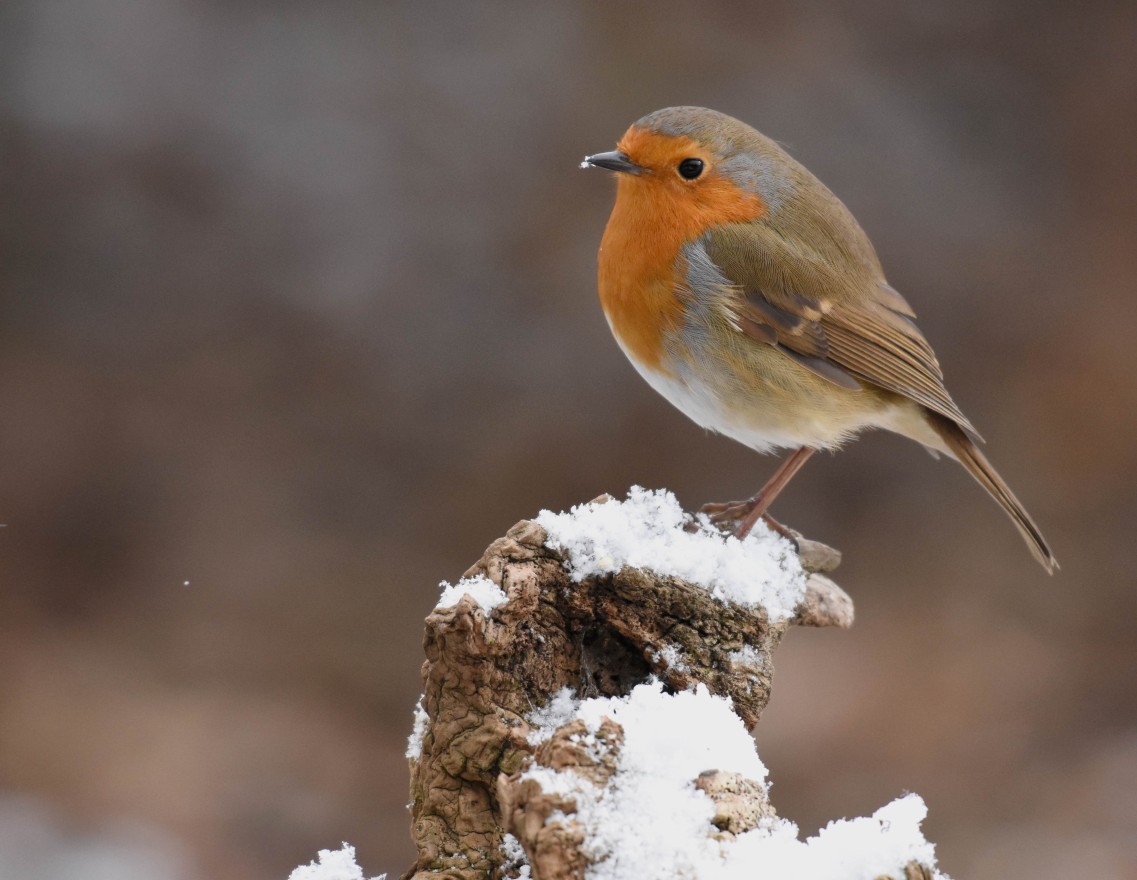 Wildlife at Stow - Robin